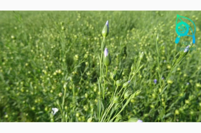 Насіння льону олійного- фото № 2