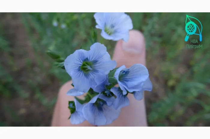 Насіння льону олійного- фото № 3