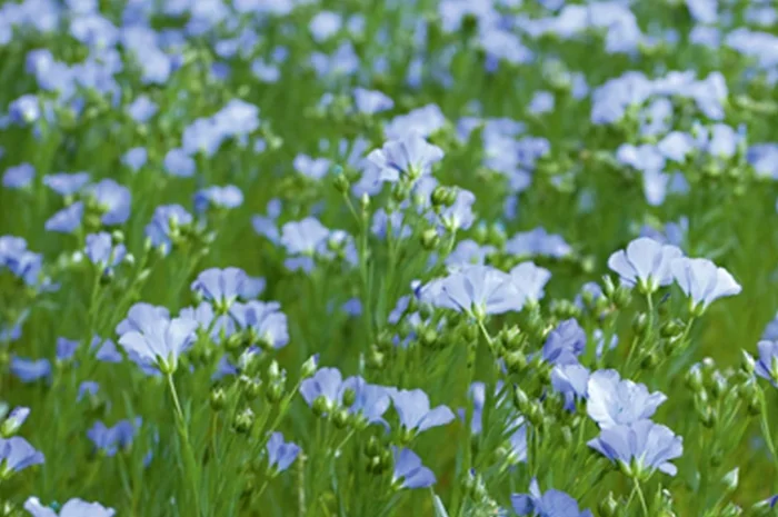 Продам посівмат льону коричневого- фото № 1