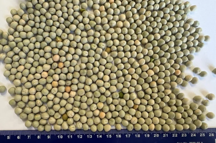 Продажа зеленого гороха на экспорт- фото № 1
