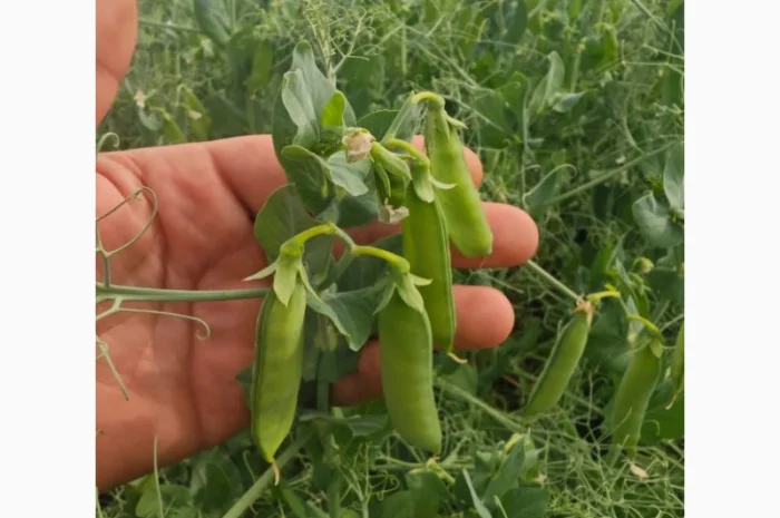 Продаж насіння гороху Оплот- фото № 1
