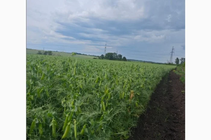 Продаж насіння гороху Оплот- фото № 2