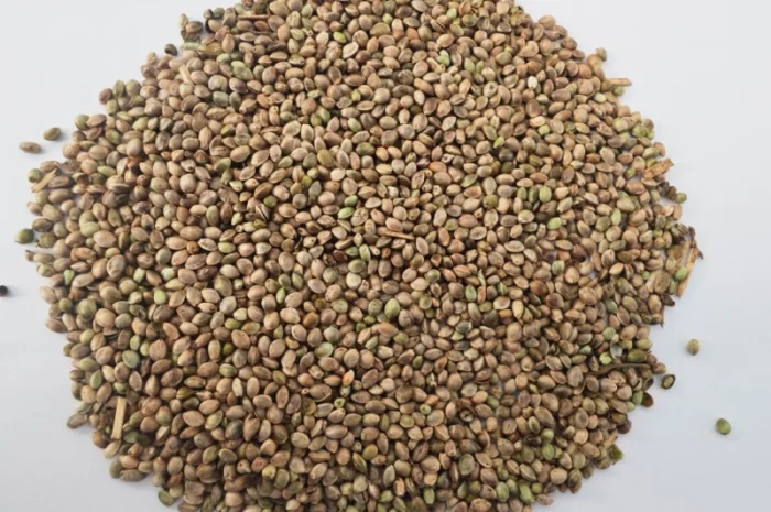 Насіння технічних конопель- фото № 1