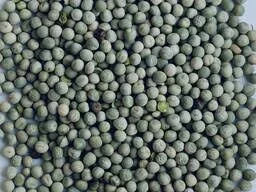 Продажа посевного материала зеленого гороха ИМПУЛЬС- фото № 2