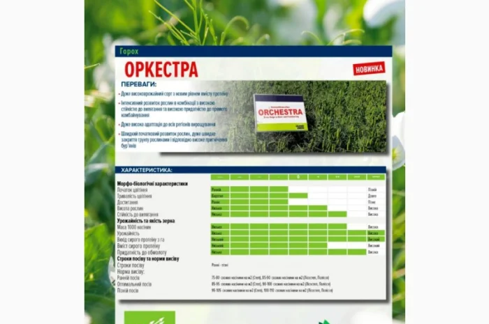 Продаж насіння жовтого гороху- фото № 1