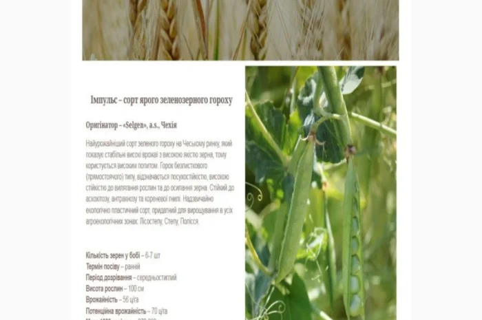 Продаж насіння жовтого гороху- фото № 5