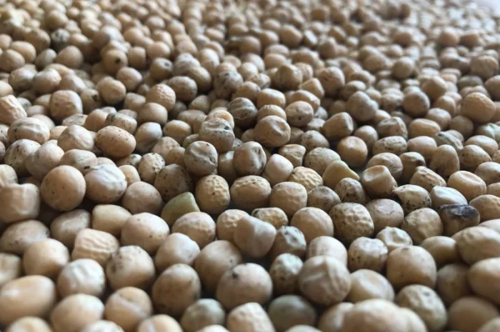 Продается желтый горох оптом- фото № 1