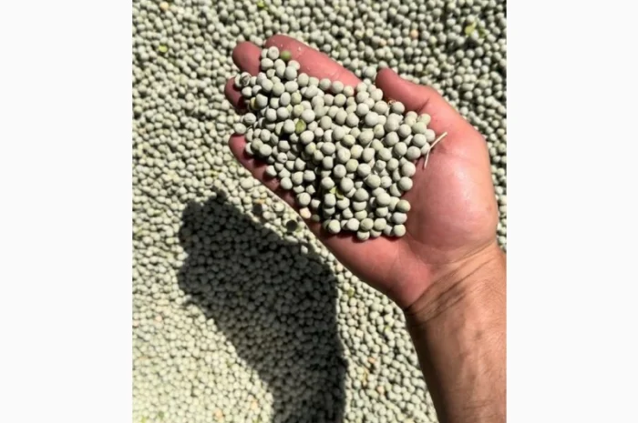 Продается зеленый горох- фото № 1