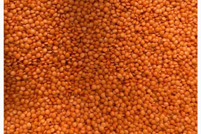 Сочевиця червона- фото № 1