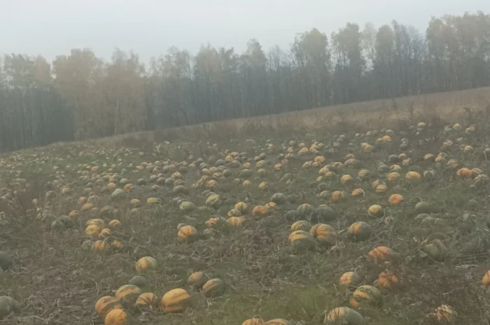 Продам посівмат голонасінних гарбузів гляйсдорфер- фото № 1