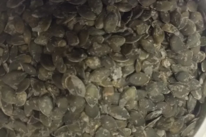 Продам посівмат голонасінних гарбузів гляйсдорфер- фото № 2