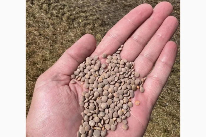 Сочевиця- фото № 1