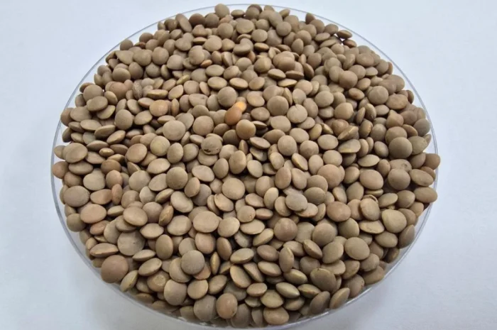 Закуповуємо сочевицю / чечевицю- фото № 1