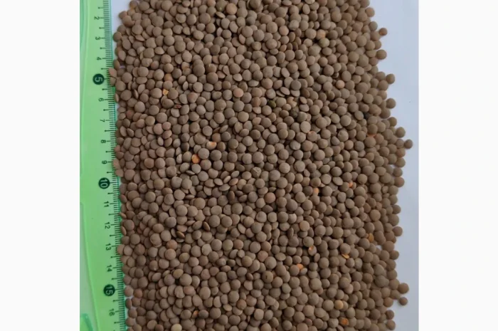 Продам сочевицю червону (Lens culinaris red)- 200т.- фото № 1