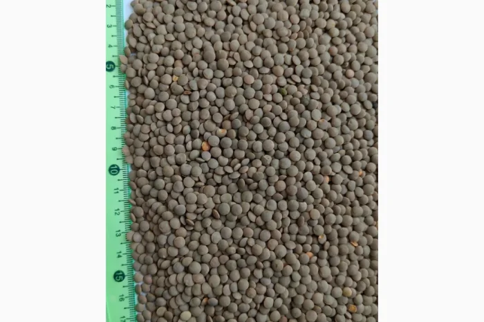 Продам сочевицю червону (Lens culinaris red)- 200т.- фото № 2