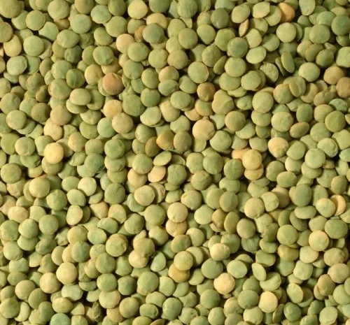 Насіння сочевиці зеленої Лінза- фото № 1