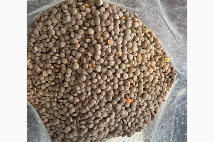 Продам сочевицю червону 28т- фото № 1