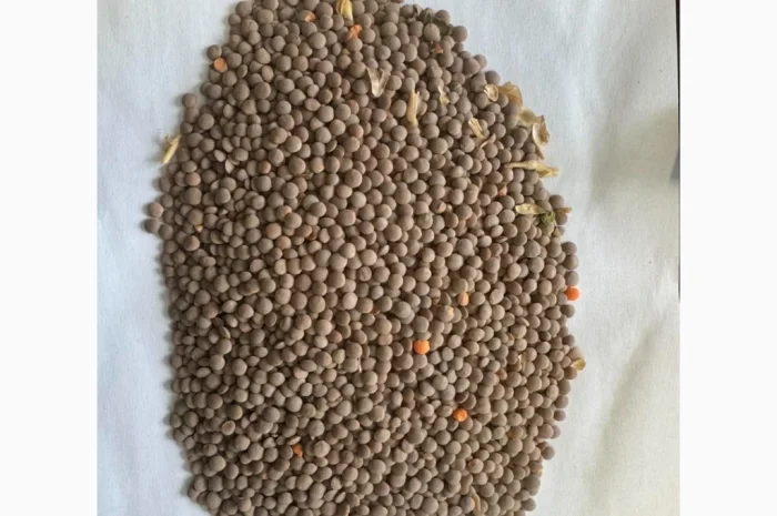 Продам сочевицю червону 28т- фото № 2