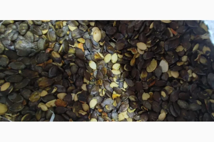 Голонасінне- фото № 1