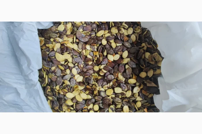 Голонасінне- фото № 2