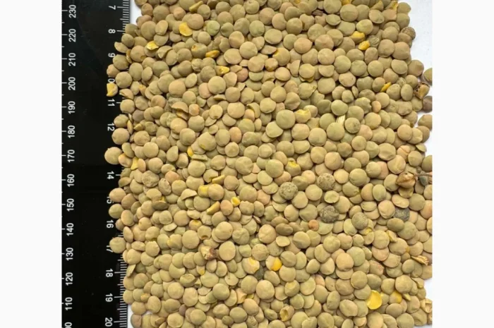 Продам сочевицю зелену 25т- фото № 1