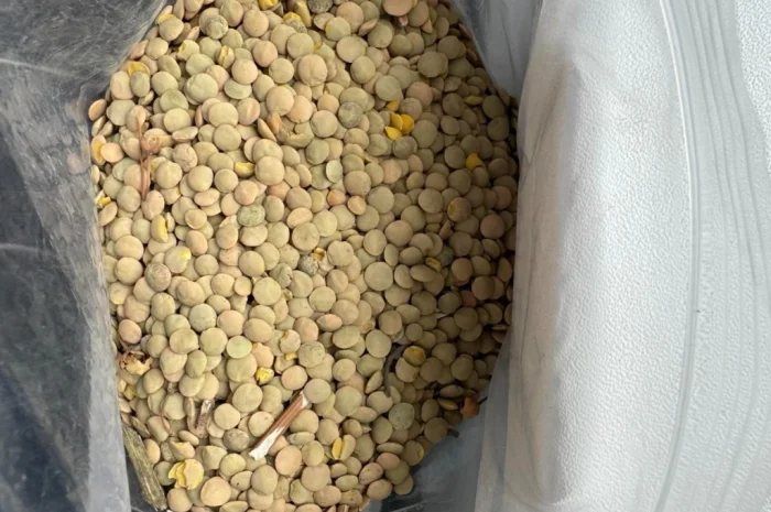 Продам сочевицю зелену 25т- фото № 2