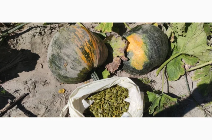 Насіння голонасінневого гарбуза- фото № 3