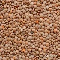 Насіння сочевиці (Максим)- свіже- фото № 1