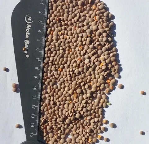 Продам сочевицю 100 т- фото № 1