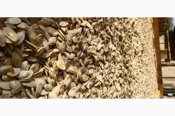 Продам насіння гарбуза- фото № 1