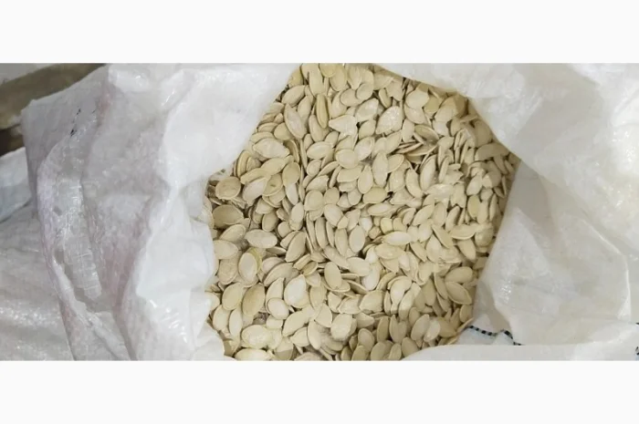 Продам насіння гарбуза- фото № 2