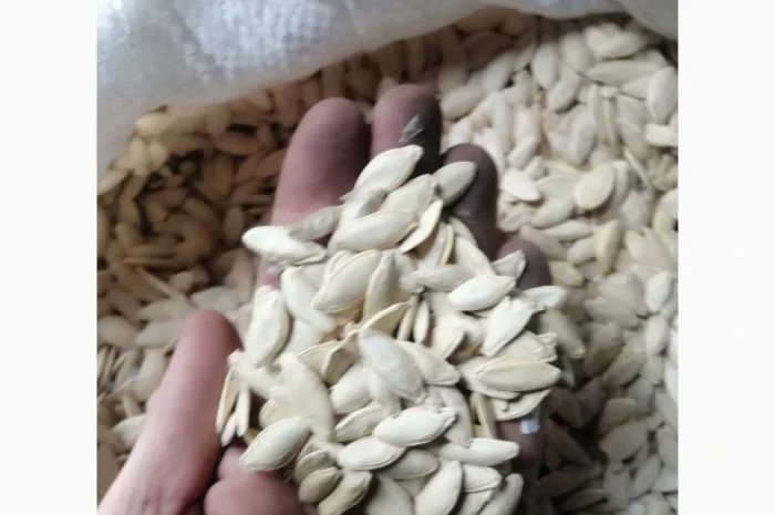 Продается кабачковое семя сорта Турка 21т- фото № 1