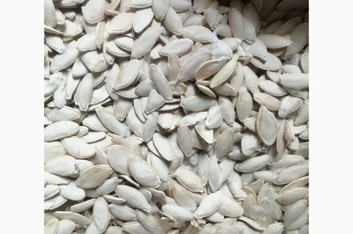 Продается кабачковое семя сорта Турка 21т- фото № 2