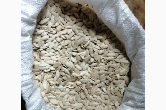 Продается кабачковое семя сорта Турка 21т- фото № 3