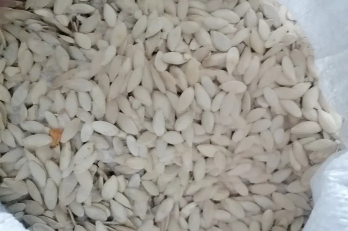 Продается кабачковое семя сорта Турка 21т- фото № 4