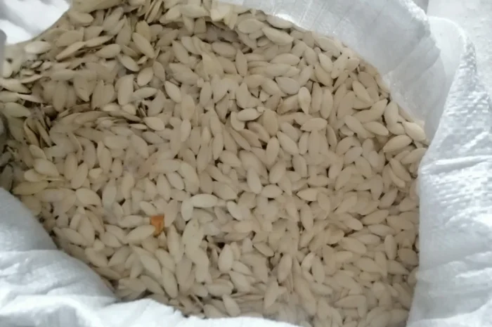 Продается кабачковое семя сорта Турка 21т- фото № 5