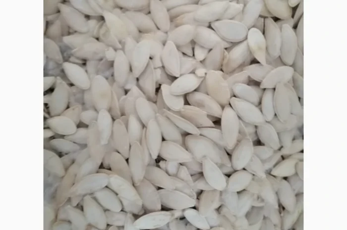 Продается кабачковое семя сорта Турка 21т- фото № 6