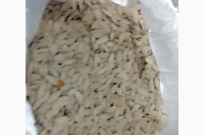 Продается кабачковое семя сорта Турка 21т- фото № 7