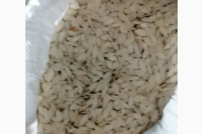 Продается кабачковое семя сорта Турка 21т- фото № 9