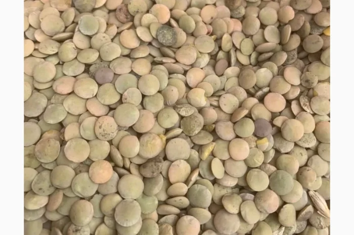 Продам сочевицю зелену- фото № 1