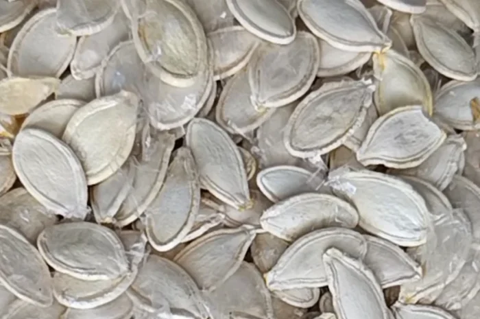 Продамо насіння гарбуза від 5 тон- фото № 1