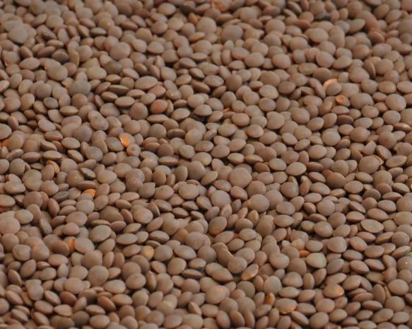 Продаєм насіння сочевиці червоної сорт "MАКСИМ"- фото № 1