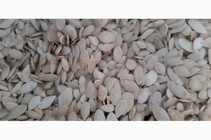 Продается семена тыквы- фото № 1