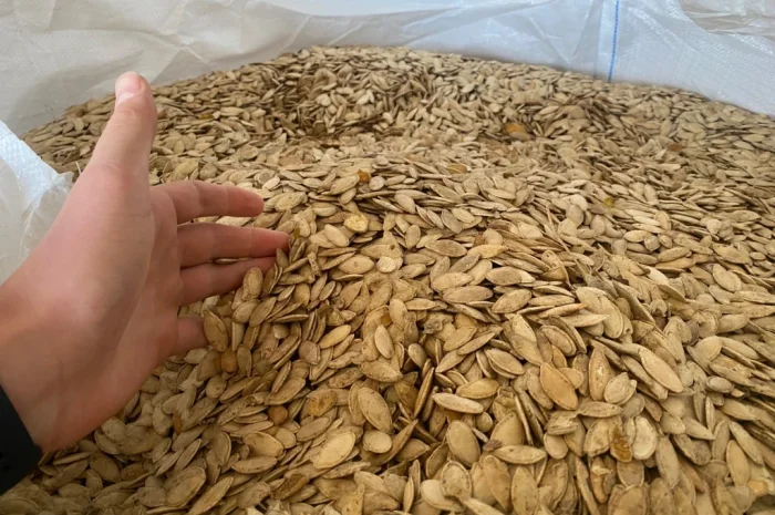 Продажа семян тыквы оптом- фото № 1