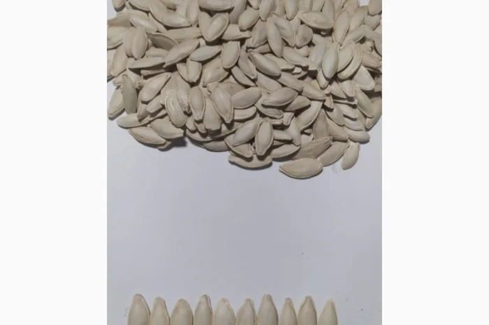 Закупка семян тыквы всех сортов на постоянной основе- фото № 1