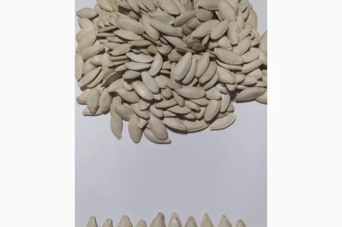 Закупка семян тыквы всех сортов на постоянной основе- фото № 2