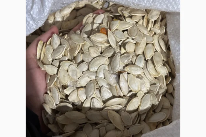 Продается семена тыквы сорта «Украинка многоплодная» от 20 тонн- фото № 1