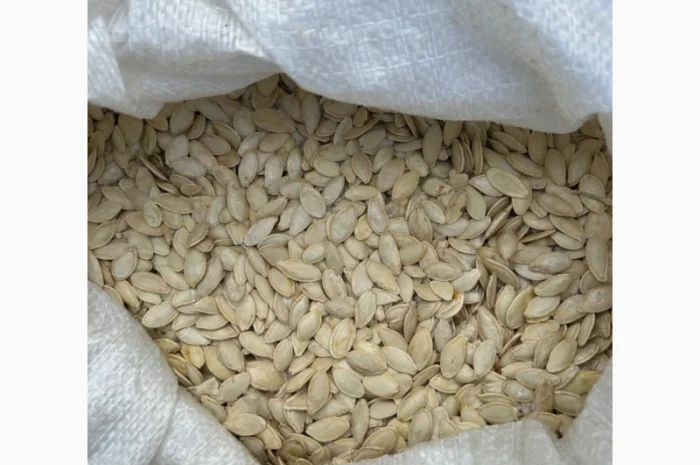 Продается семена тыквы сорта «Украинка многоплодная» от 20 тонн- фото № 3