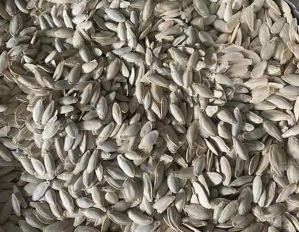 Купуємо гарбузове насіння Болгарка- фото № 1