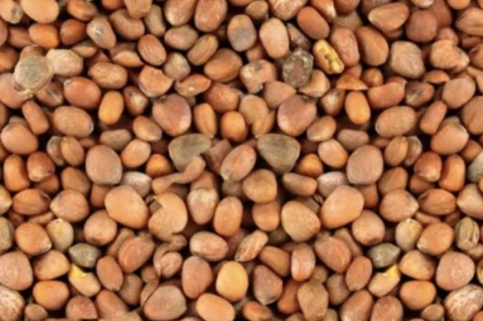 Насіння редьки олійної для сидерату – продажа- фото № 1